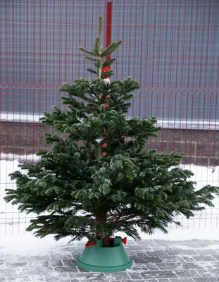 PREMIUM Пихта Нордмана новогодняя (Датская елка) 1.5 - 1.75 м - купить с  доставкой по выгодным ценам в интернет-магазине OZON (399594037)