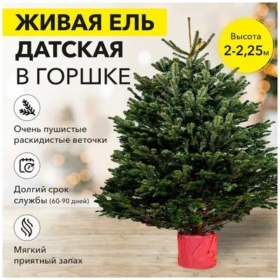 Купить Датскую елку Нордмана в Москве