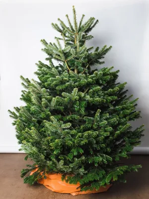 Почему выбирают датские елки, самые красивые рождественские елки
