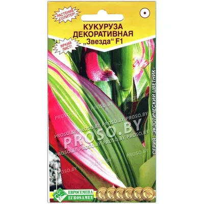 Семена Кукуруза декоративная Земляничная - купить по выгодной цене |  Урожайка