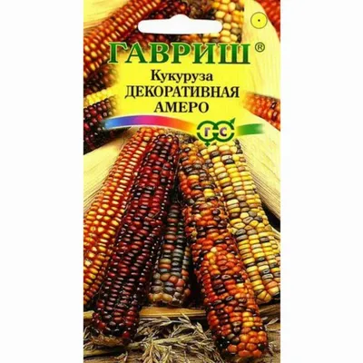 Декоративная кукуруза: лучшие сорта | Огородники