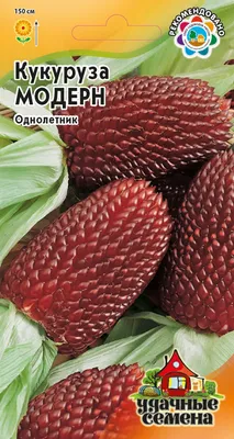 Декоративная кукуруза 5-73429 15см