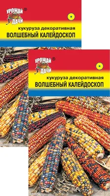 декоративная индийская кукуруза или кукуруза из флинты готовы к выставке.  Стоковое Фото - изображение насчитывающей дисплей, диетическо: 230624464