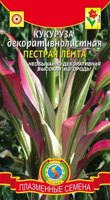 Купить Семена - Кукуруза Земляничная, декоративная // 15 шт. ❱❱  Колибри-маркет ❰❰❰