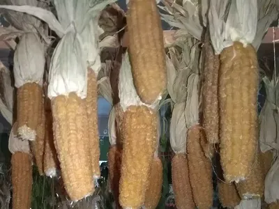 Необыкновенная цветная кукуруза Драгоценные Камни: Занимательные истории в  журнале Ярмарки Мастеров