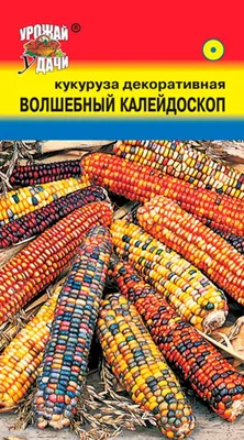 Декоративная, клубничная кукуруза! - 39 семян - Zea mays var. japonica  Strawberry Corn - семена – Garden Seeds Market | Бесплатная доставка