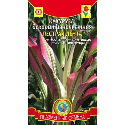 Кукуруза декоративная 15см (ID#1486487648), цена: 51.60 ₴, купить на Prom.ua