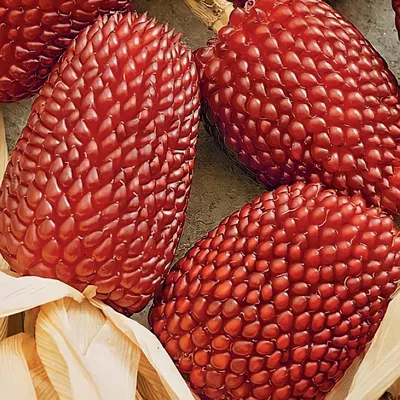 Украинские селекционеры создали самый белый сорт сахарной кукурузы —  Soncesad Украинские селекционеры создали самый белый сорт сахарной кукурузы  — Soncesad