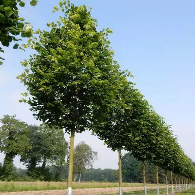 Липа мелколистная «Гринспайер» (Tilia cordata «Greenspire») купить для  посадки в Москве