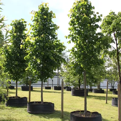 Липа экран (Tilia leivorm) – купить в питомнике Chelsea Garden