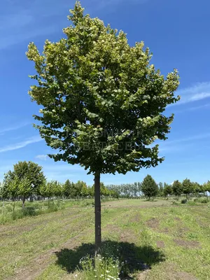 Липа мелколистная Гринспаер (Tilia cordata Greenspire)