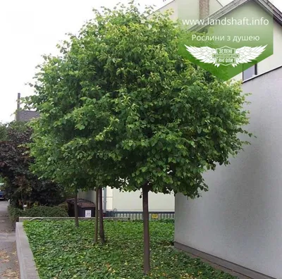 Tilia cordata 'Green Globe', Липа сердцевидная 'Грин Глоуб'|landshaft.info