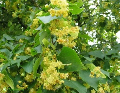 Липа мелколистная (Tilia cordata)