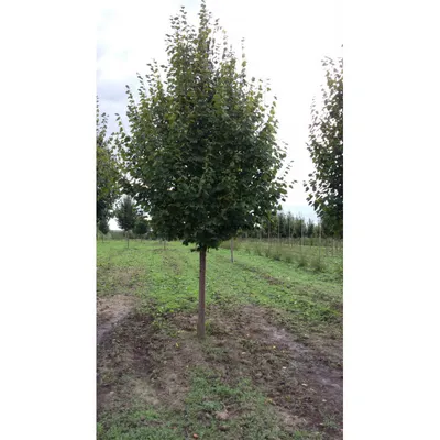 🌳 Искусственное дерево: Липа, 350см купить » Искусственные растения с  доставкой по всей России