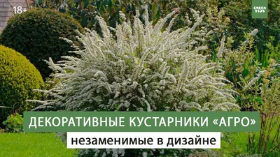 Архитектура Сада Садовый Пруд Декоративные Кусты — стоковые фотографии и  другие картинки Садовый пруд - iStock