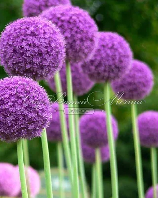 Лук декоративный (Аллиум) Гигантеум / (Allium giganteum) - Аллиумы (Декоративные  луки) - купить недорого аллиум в Москве в интернет-магазине Сад вашей мечты