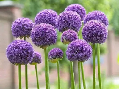 Купите Allium Gladiator (Лук декоративный Гладиатор) 🌹 из питомника Долина  роз с доставкой!