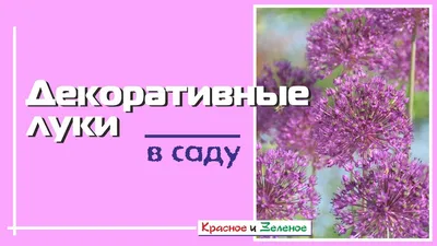 Декоративный лук: фото, названия, посадка и уход | В цветнике (Огород.ru)