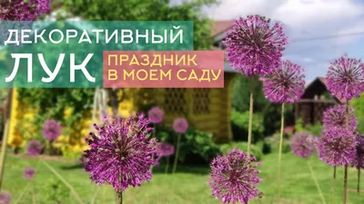 Лук декоративный (Аллиум) виноградниковый Хэир / (Allium vineale Hair) -  Аллиумы (Декоративные луки) - купить недорого аллиум в Москве в  интернет-магазине Сад вашей мечты