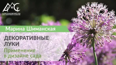 Декоративные луки Лук ШНИТТ - YouTube