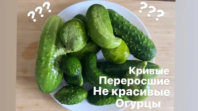 Искусственный огурец декоративный муляж средний зеленый 16х4 см (id  81905516), купить в Казахстане, цена на Satu.kz