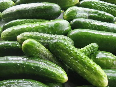 Замаринованные огурцы с укропом на красивой плите предпосылка декоративная  Еда, закуска Стоковое Изображение - изображение насчитывающей здорово,  замариновано: 110570479