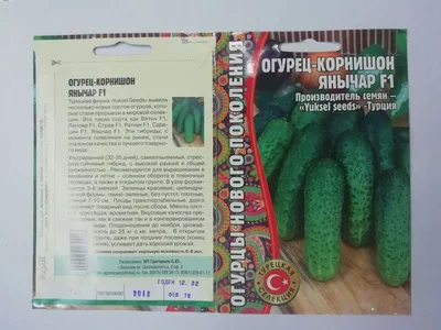 Огурцы Харитошка: как вырос сорт, похожий на маленькие арбузы | Есть время  под солнцем | Дзен