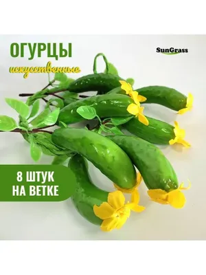 Семена лианы декоративный огурец — купить в Красноярске. Другое (семена,  рассада, садовые растения) на интернет-аукционе Au.ru