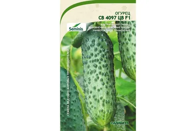 Фон зеленых огурцов Кучумберс латинское имя - Cucumis Sativus Свежие огурцы  на рынке Красивый декор со свежим вкусом Стоковое Изображение - изображение  насчитывающей огурец, продтовар: 156255539