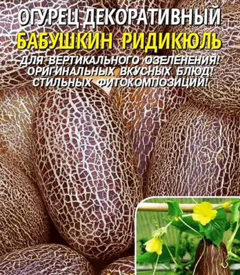 Формирование огурцов. Огурцы вырастают ровные, красивые, как на рекламном  буклете. | Деревенские горожане | Дзен
