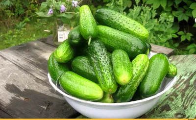 Семена Огурец декоративный Весёлые ёжики вьющийся купить по низкой цене в  интернет-магазине - Интернет-магазин «СЕМЕНА ТУТ»