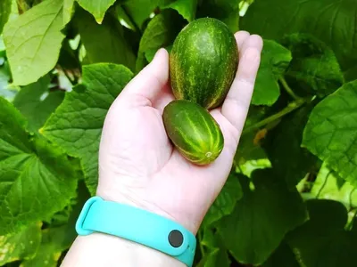 Семена Огурец декоративный Усатый полосатый: описание сорта, фото - купить  с доставкой или почтой России