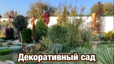 Солнцелюбивые растения для сада: многолетние и однолетние цветы, кустарники  и деревья | Houzz Россия