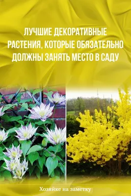 Декоративные растения – экзоты | Блог интернет-магазина Подворье