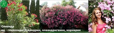 ТОП 10 декоративных кустарников для безупречного сада: сорта и описания! |  Цветы