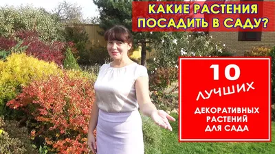 Формирование растений. Ландшафтный дизайн — PORUSSKI.me