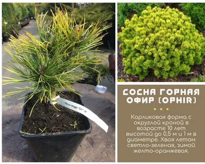 Декоративная сосна: как выбрать сорт, как посадить, как выращивать