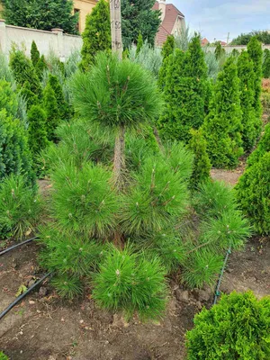 Сосна обыкновенная (Pinus sylvestris), декоративные сорта нашей селекции |  Декоративные древесные растения для Сибири | Дзен