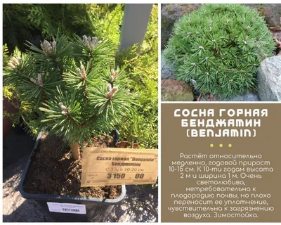 Бонзаи сосны в баке в солнечном свете. Небольшая декоративная: сосна  Стоковое Изображение - изображение насчитывающей взорвать, листья: 176773907
