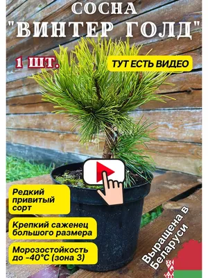На набережной высадили декоративные сосны — Реальный Брест