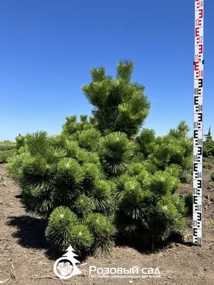 Сосна Веймутова (Pinus strobus) - Флора-спектр | ДЕКОРАТИВНЫЕ РАСТЕНИЯ  ОТКРЫТОГО ГРУНТА, ОЗЕЛЕНЕНИЕ, КОНСУЛЬТАЦИИ СПЕЦИАЛИСТА, ЛАНДШАФТНЫЙ ДИЗАЙН  + МОНТАЖ СИСТЕМ АВТОМАТИЧЕСКОГО ПОЛИВА