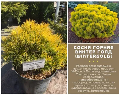 Сосна крымская, декоративная, эфиромасличная, лекарственная, ценная  древесина, бонсай семена купить недорого