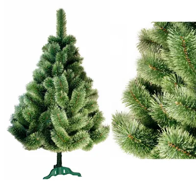 Сосна черная австрийская Pinus nigra var. austriaca - купить декоративные и  хвойные растения с доставкой по Украине в магазине Добродар