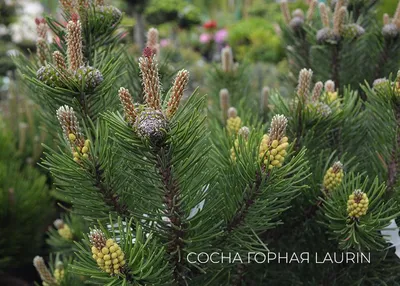 Сосна Крымская (Pinus nigra) - купить декоративные и хвойные растения с  доставкой по Украине в магазине Добродар