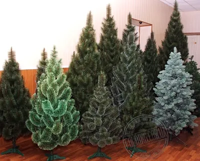 Декоративная Сосна В Саду На Дереве — стоковые фотографии и другие картинки  Pinaceae - Pinaceae, Без людей, Биология - iStock