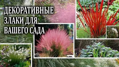 Декоративные злаки в саду и на даче . Наиболее популярные декоративные травы  - YouTube