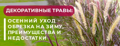 Декоративные травы: осенний уход – обрезка на зиму, преимущества и  недостатки