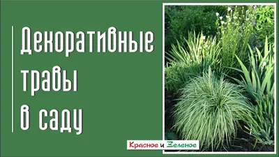 Декоративные травы в саду - YouTube