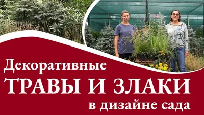 декоративные травы и зерновые культуры в ландшафтном дизайне. растительный  сад осенью Стоковое Фото - изображение насчитывающей культура, декоративно:  233012922