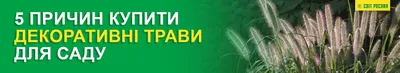 Что такое \"декоративные травы\" и почему их так важно сажать весной | Дачная  тема | Дзен